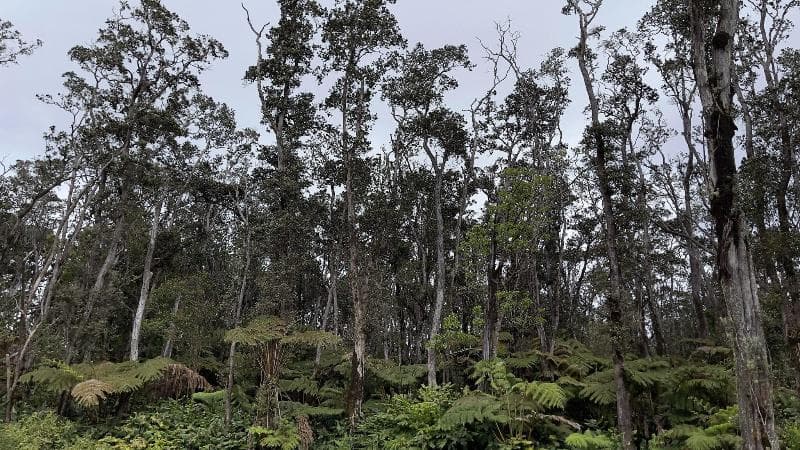 Volcano Forest Inn 4