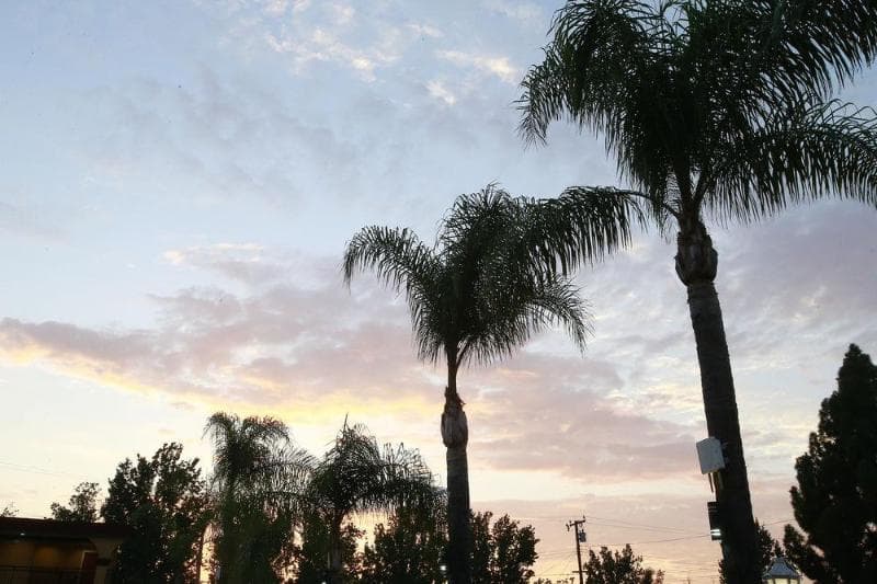 Sky Palm Motel 4