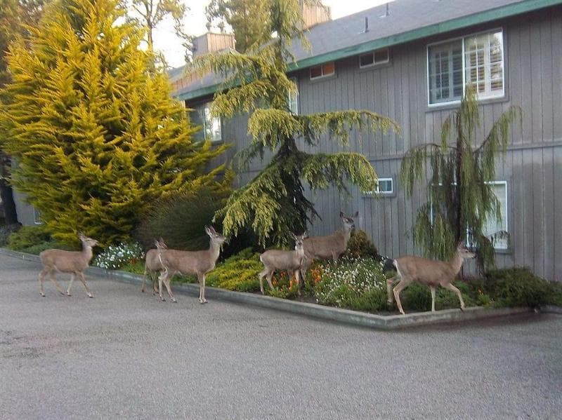 Cambria Pines Lodge 4