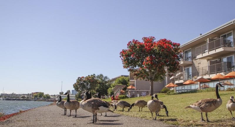 Best Western Plus Bayside Hotel 4