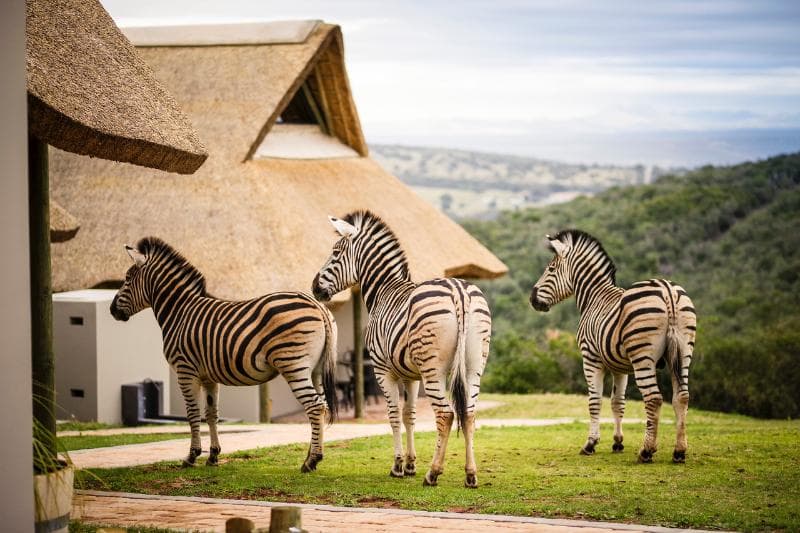 Jbay Zebra Lodge 3