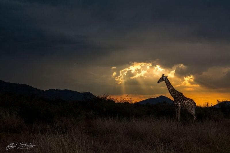Impodimo Game Lodge 5