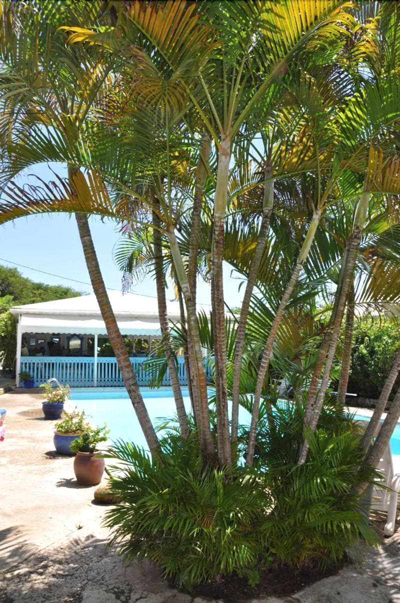 Cap Sud Caraibes main