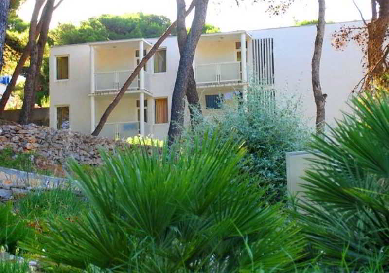 Agava 4