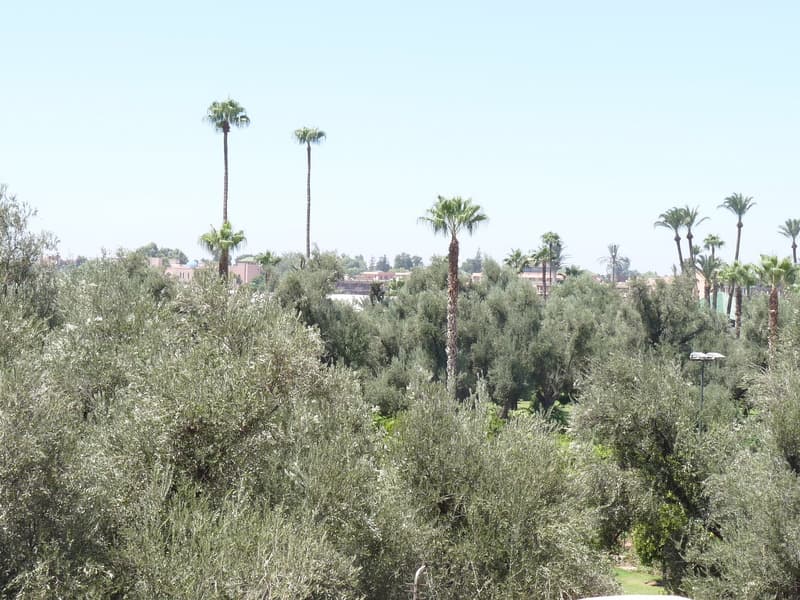 Riad Anya main