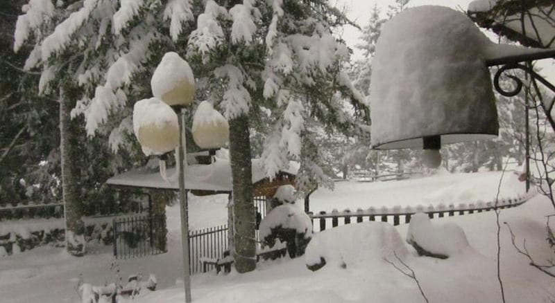 Orso Bianco 2