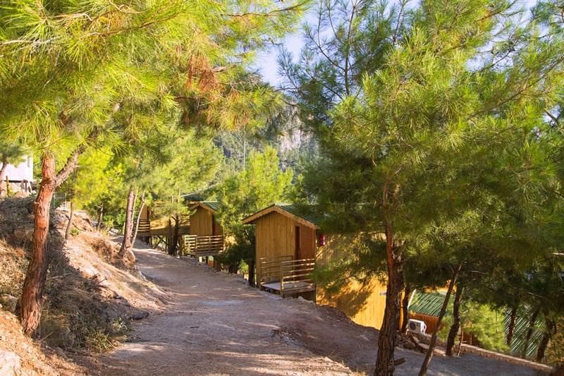 Tree Houses photo 1