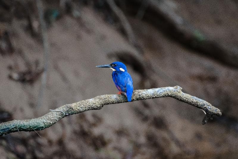 Daintree Ecolodge 5