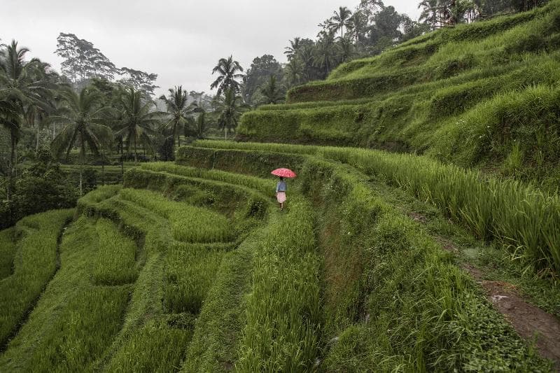 The Westin Ubud Resort & Spa 2