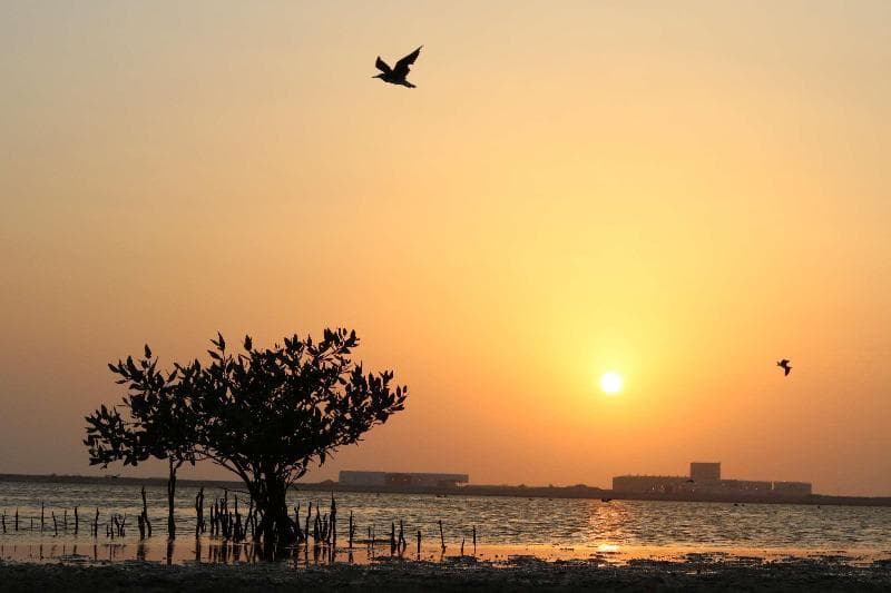 Radisson Blu Yanbu 2