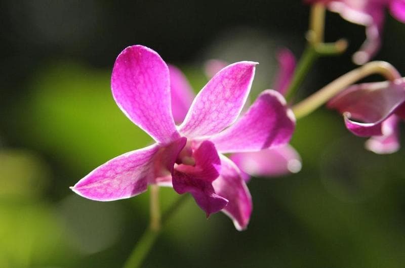 The Fiji Orchid (Adults Only) 3