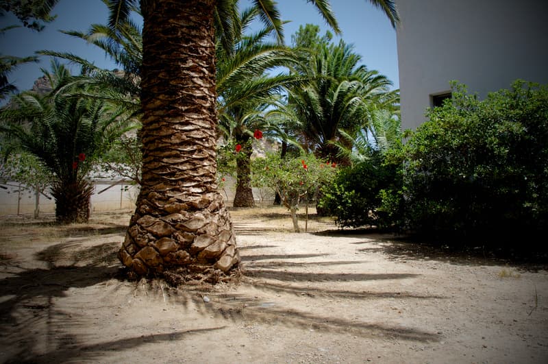 Avra Palm 5