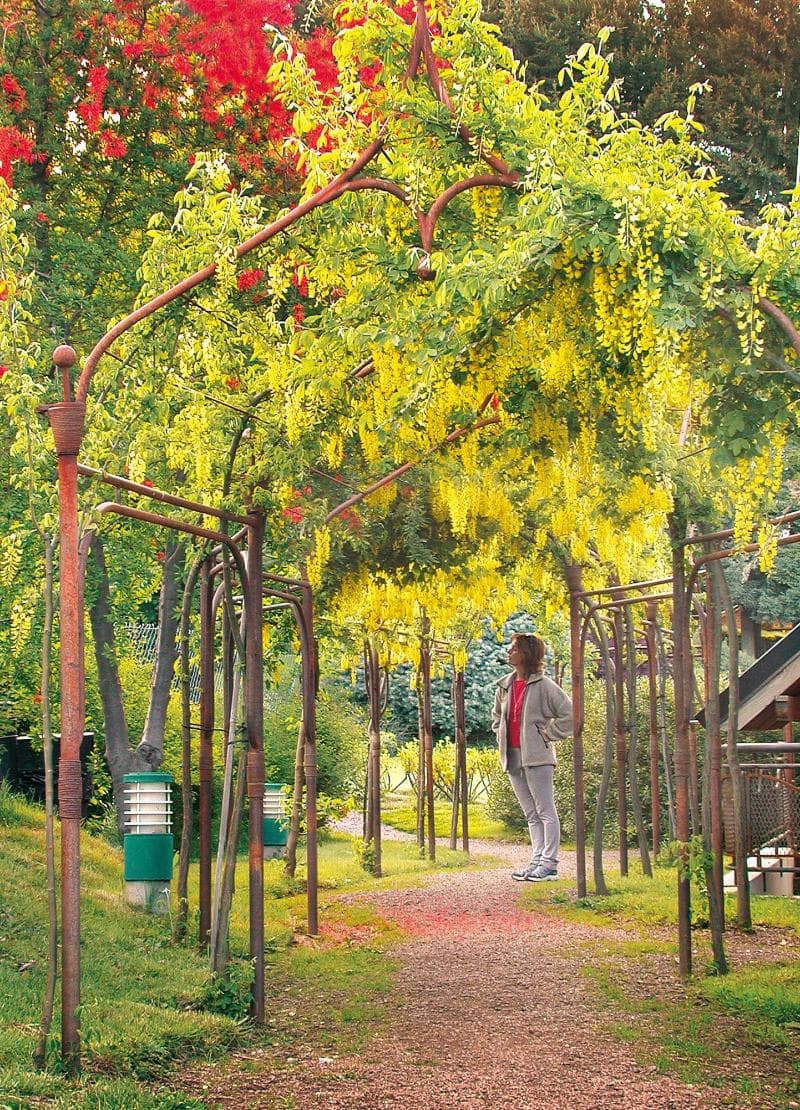 Rupu Pehuen 3