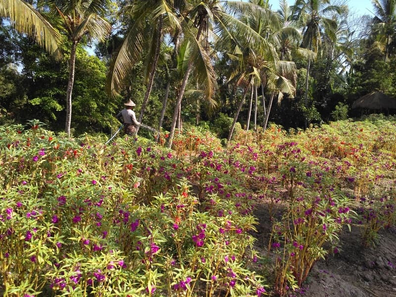 Visesa Ubud Resort 5