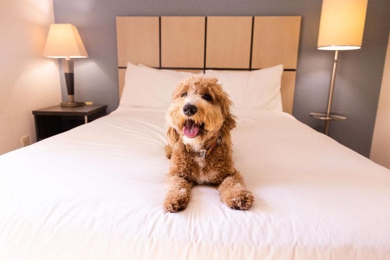 Sonesta Simply Suites Charlotte University 4
