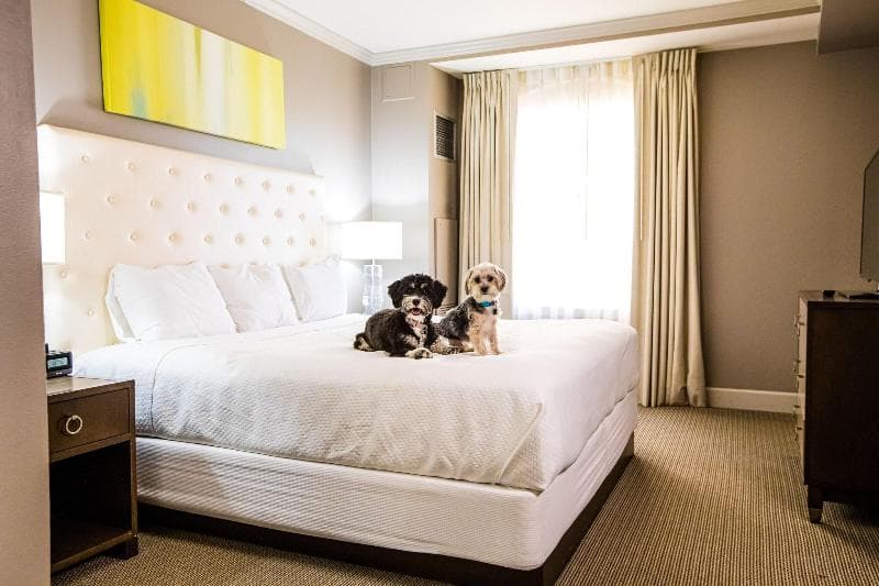 Magnolia Hotel St. Louis, A Tribute Portfolio Hotel 4