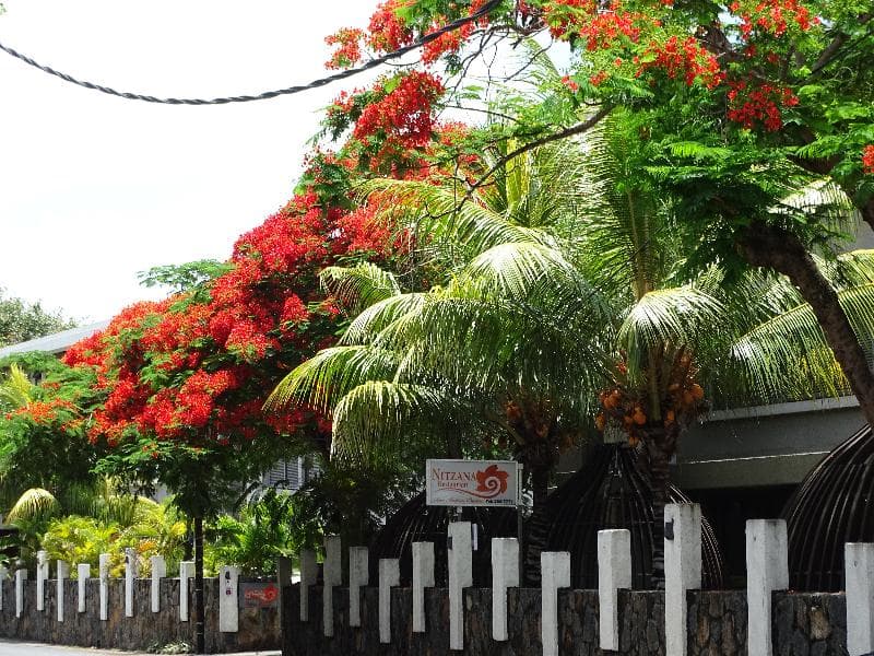 Nitzana Mauritius 5