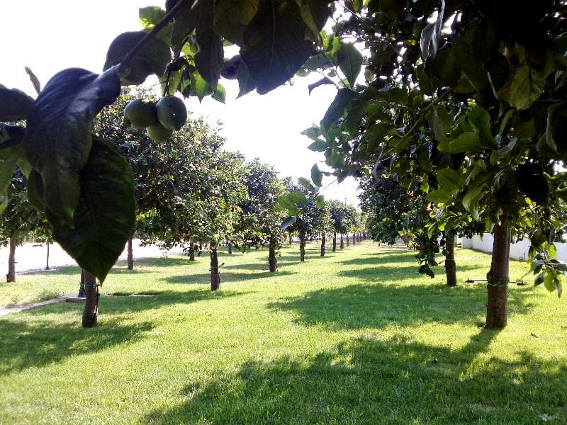 Agriturismo Terra Dei Limoni 5