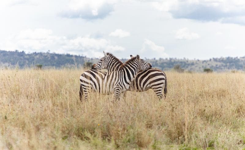 Meliá Serengeti Lodge Meliá Collection 5