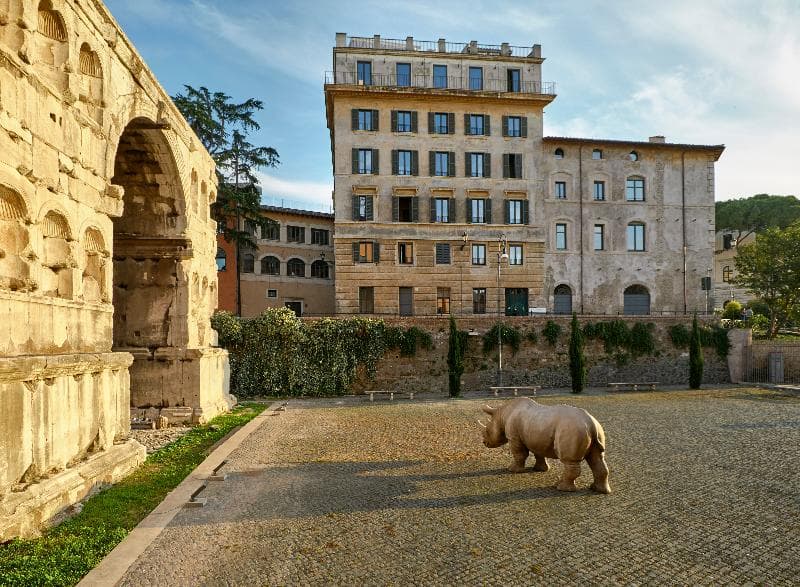 Rhinoceros Roma 5