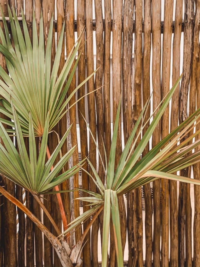 Kaab Tulum 2