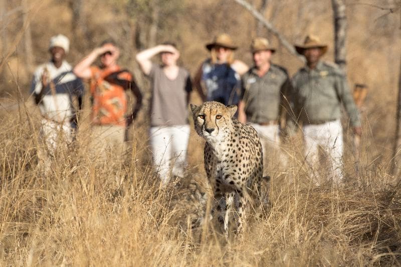 Shiduli Private Game Lodge 5