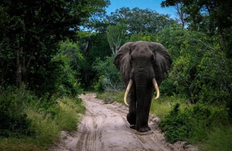 Royal Thonga Safari Lodge 4