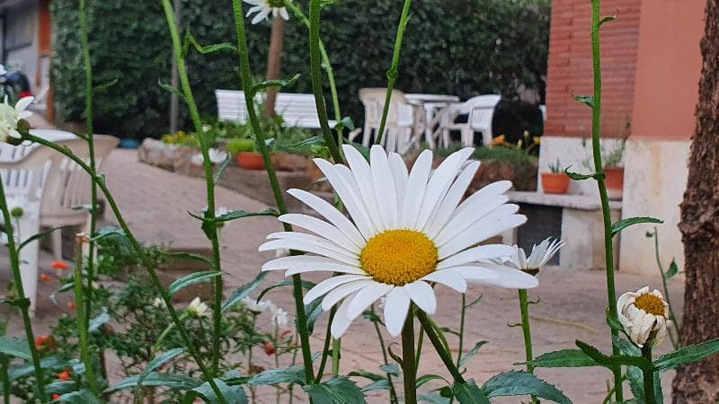 Villa Letizia - Casa Per Ferie 2