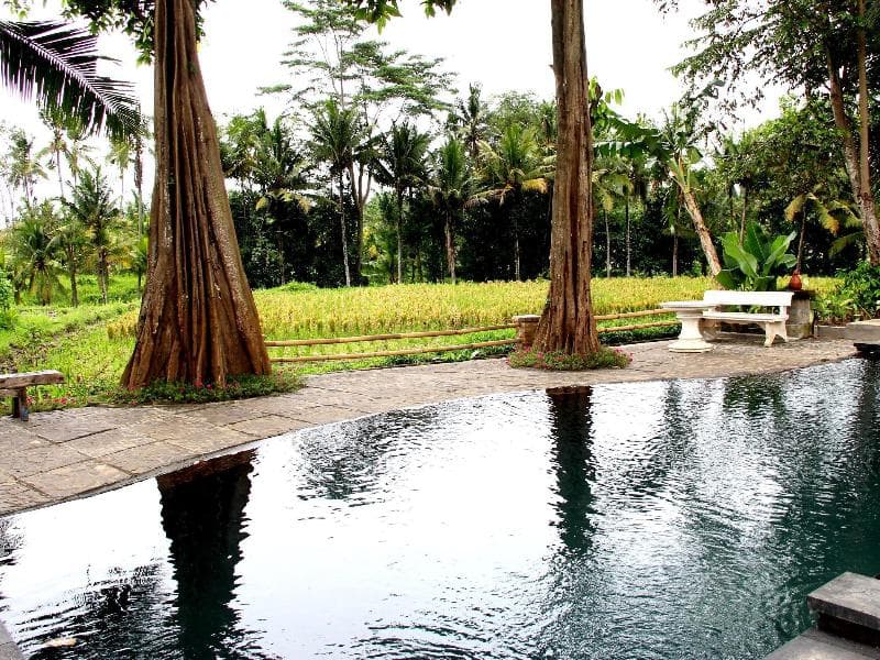 Uma Sari Rice Terrace 5