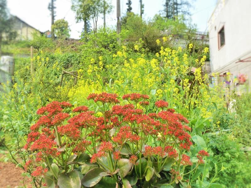 Sapa Local House photo 1