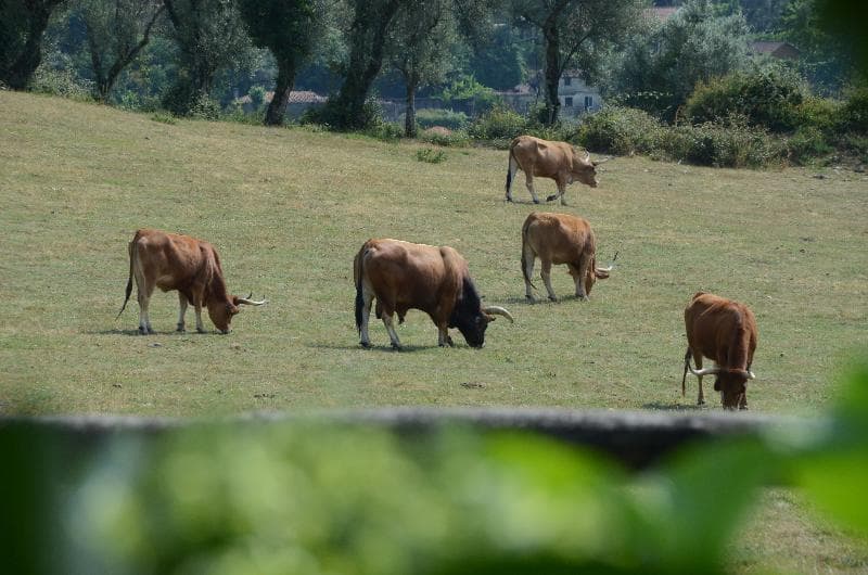 Quinta Do Rapozinho 2