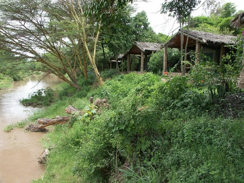Fig Tree Camp 2