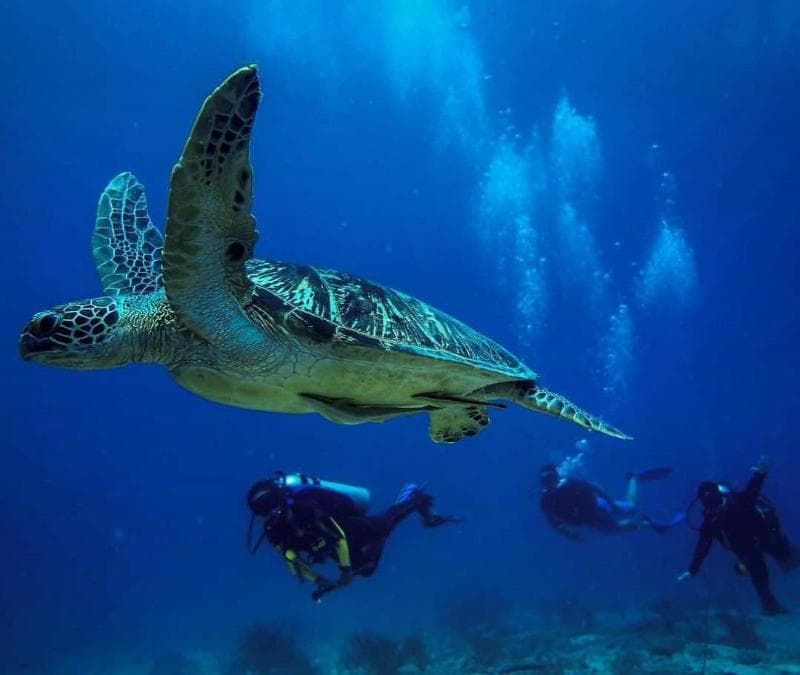 Ombak Dive Resort 1