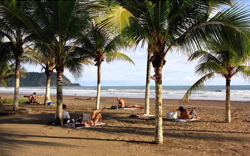Blue Palm 5