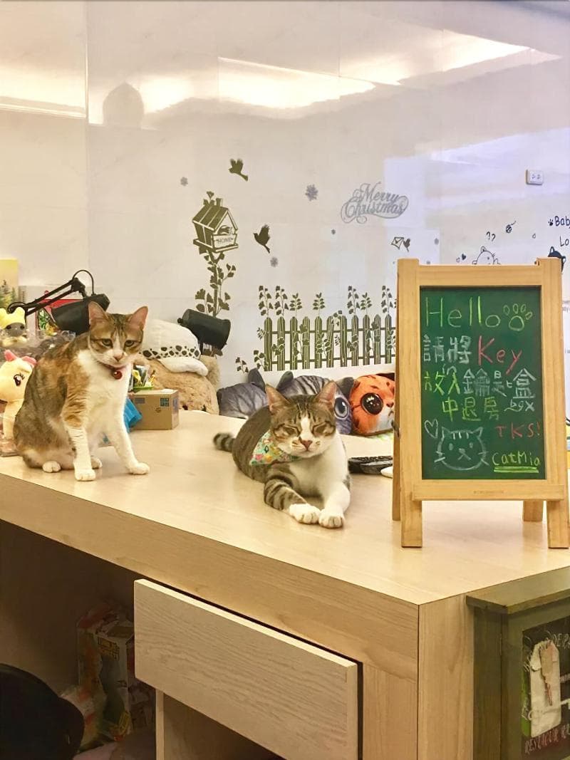 Cat Mia Hostel main