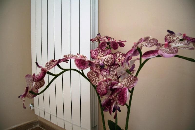 B&B Giacomino Sorrento (Adults Only) 3