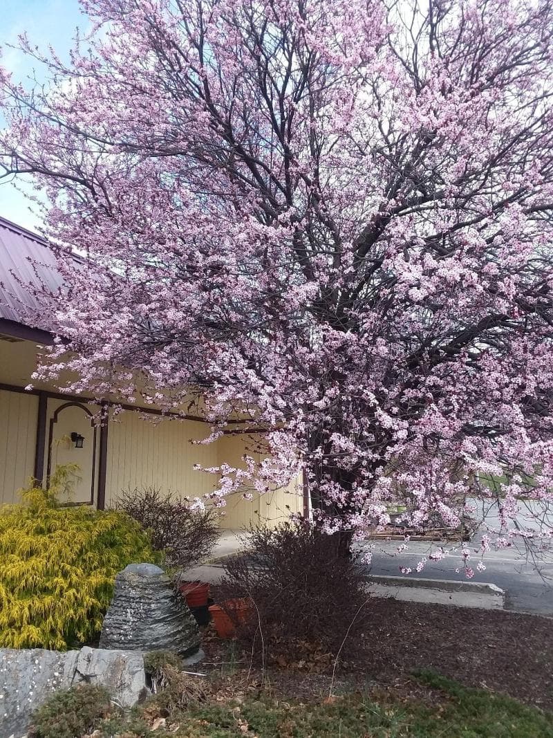 Apm Inn & Suites 5