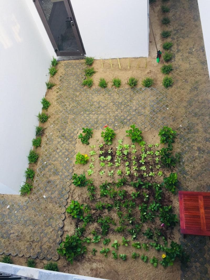 Plants Garden 4