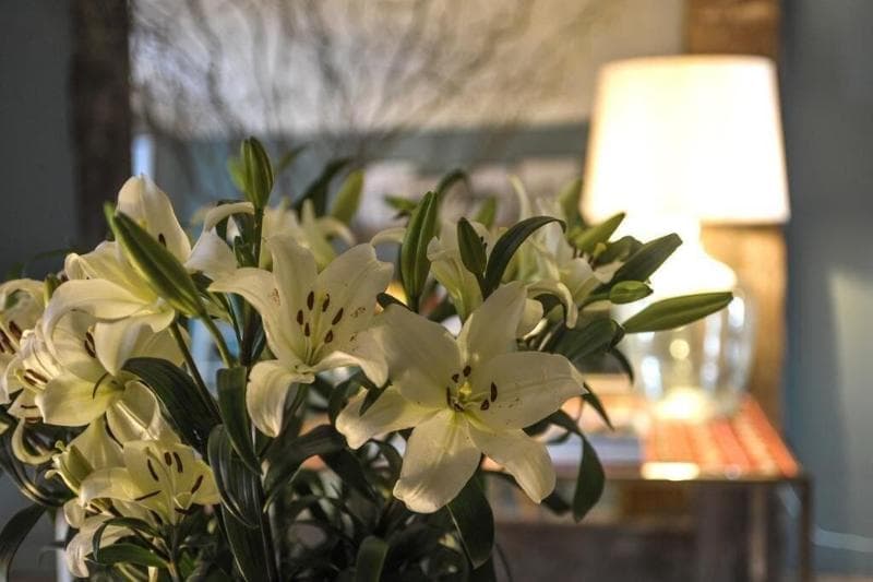 Mo House Guesthouse 4