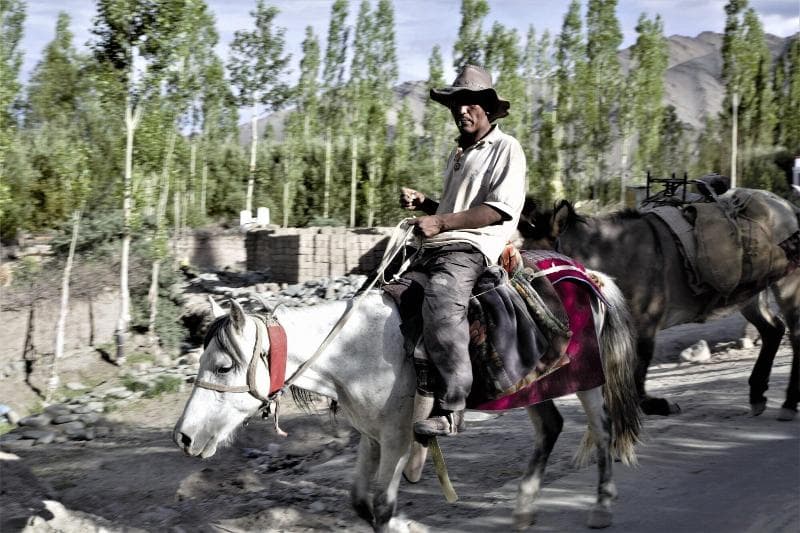 The Driftwood Ladakh photo 1