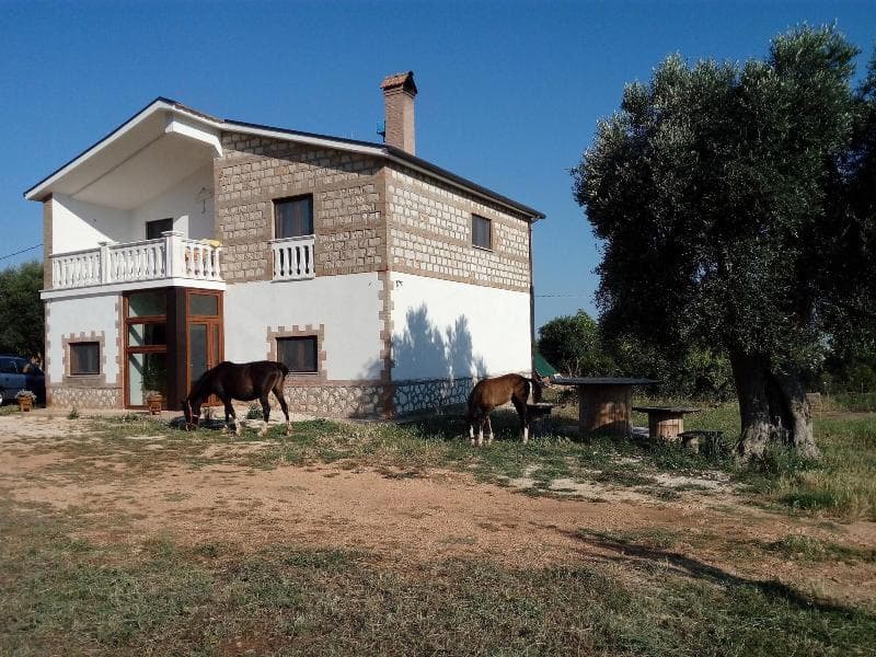 Gio Horses Bed & Breakfast 5