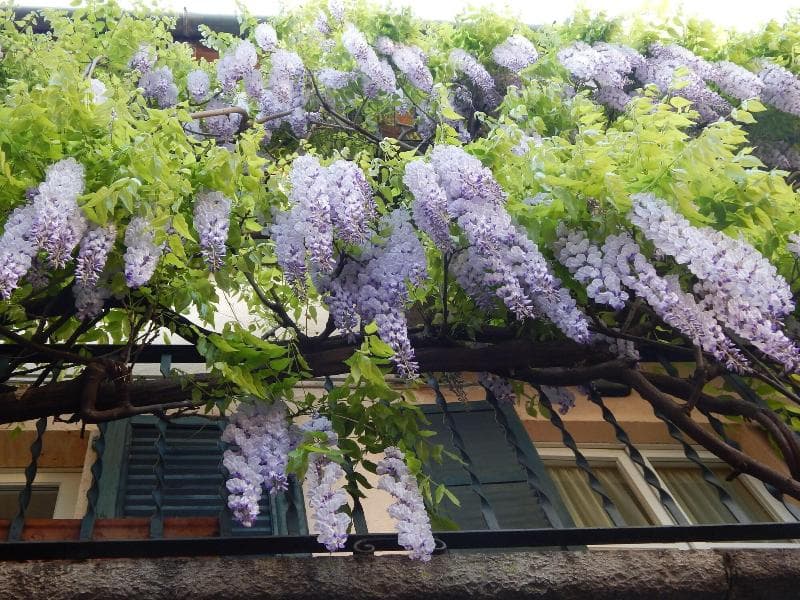 Mamma Ciccia 2