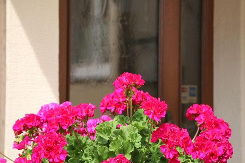 Hotel An Der Altstadt 4