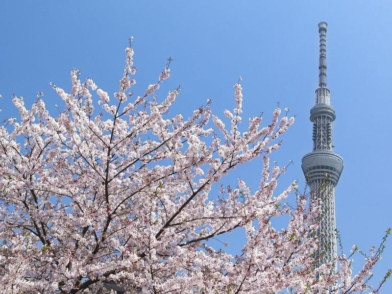 Sakura Sky Hotel 2