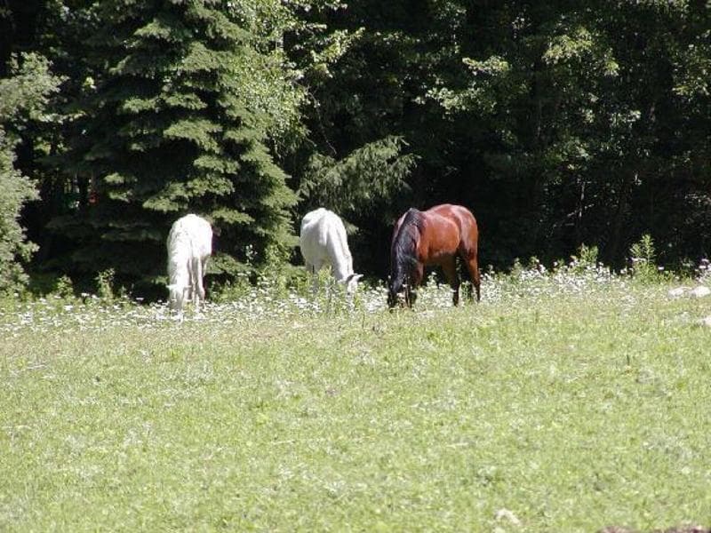 The Inn On The Horse Farm main