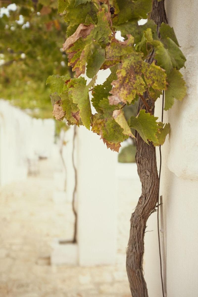 Masseria Le Carrube 3