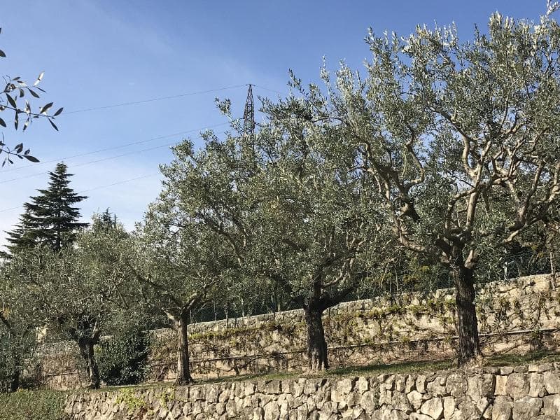Valpolicella Hills 3