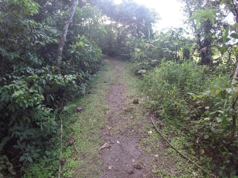 Arenal Xilopalo main