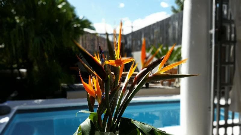 Jardin D'ébene Boutique Guesthouse 5