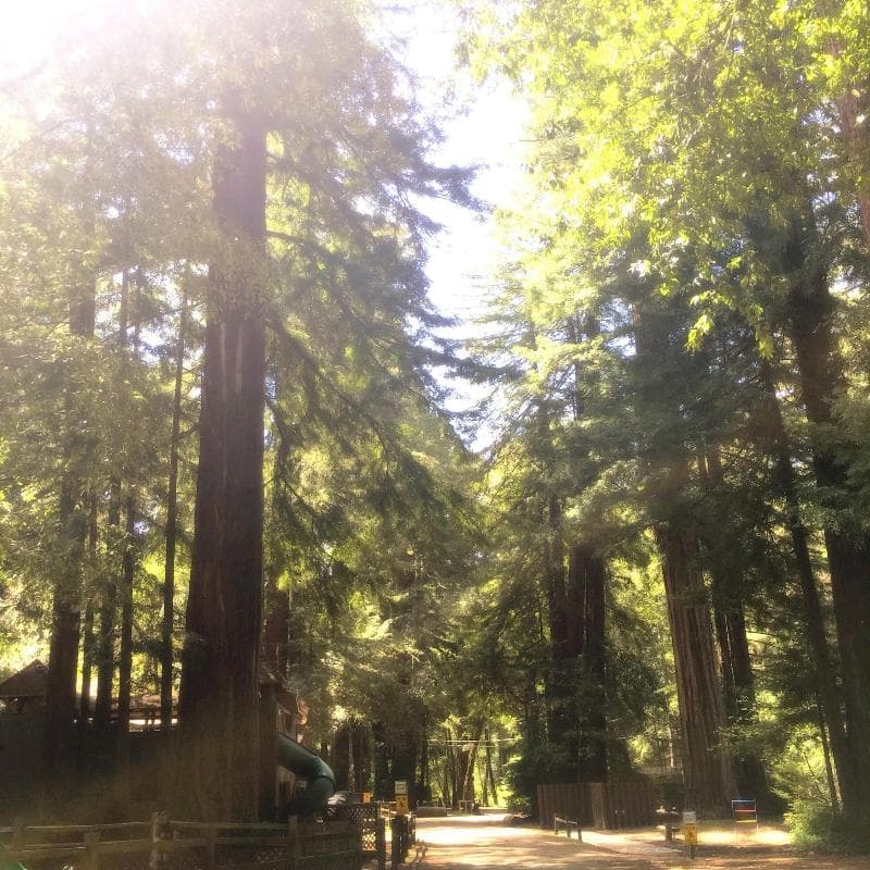 Redwoods River Resort And Campground 5